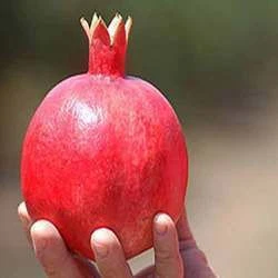 Quality Fresh Pomegranate for sale 30% off