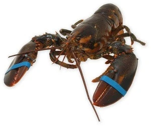 Quality live Lobster/Pacific Canadian Red Lobsters/Seafood Fresh lobsters