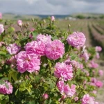 Rose Hydrosol India