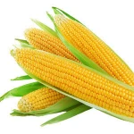 Russian corn, forage seeds