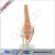 Import School teaching life medical supplies human knee joint anatomical model from China
