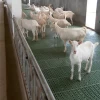 sheep farm plastic slatted flooring plastic goat  goat slat floor sheep