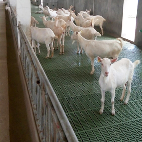 Buy Sheep Farm Plastic Slatted Flooring Plastic Goat Goat Slat Floor