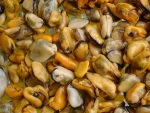 shellfish supplier with scallop/mussel meat