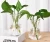 Import simple transparent water plant cultivation glassware European creative green radish living room glass flower pot from China
