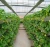 single-span/multi-span agriculture greenhouses widely used in green houses agriculture