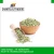 Import Single Spices &amp; Herbs cumin fennel Product from India