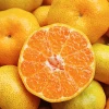 Sour and sweet  Chinese  Fresh tangerine/fresh fruit /fresh oranges