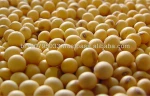Soybeans