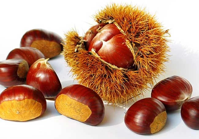 sweet chestnut good quality organic roasted chestnuts with shell