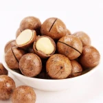 top grade macadamia nuts with shell high quality macadamia nuts