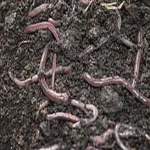 Vermicompost organic fertilizer India