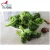 Import VF Vegetables manufacture Vacuum Fried VF Dried Broccoli from China