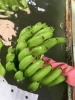 VietNam Fresh Cavendish Banana - High Quality