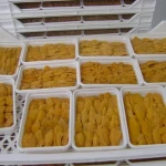 westcoast sea urchin