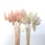 Import Wholesale cheap Real touch dried flower wedding home decor colorful dry lagurus Ovatus Bunny rabbit tail grass from China