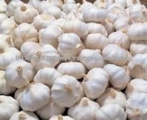 Wholesale Garlic Price - new crop, hot sales +91-8617360257