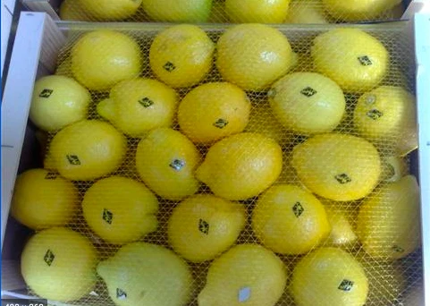 Wholesale high quality low price fresh citrus fruit yellow lemons
