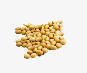 Wholesale  organic high quality yellow soybeans