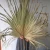 Import Wholesale simple wedding decor dried flowers heart shape palm leaf natural palm spear for decorative from China