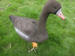 xpe foam goose decoy for hunter hunting