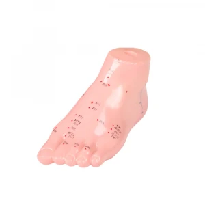 Zhongyan Taihe acupuncture point model plastic foot model wholesale