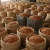 Import Healthy High Quality Top Grade Organic Baked Dried Shelled Natural Delicious Almonds at Wholesale Competitive Prices from Kenya