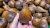 Import snake fruit from Indonesia