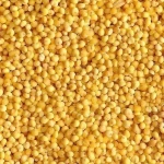 Yellow Millet Grain