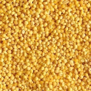 Yellow Millet Grain