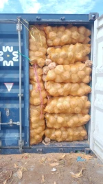 Mature Coconut