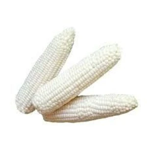 High-Quality Non-GMO White Maize – Suitable for Food Processing & Animal Feed