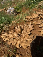 GINGER IN VIETNAM READY TO EXPORT.- VIDEO CALL