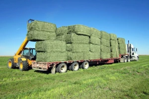 Alfalfa Hay from Spain