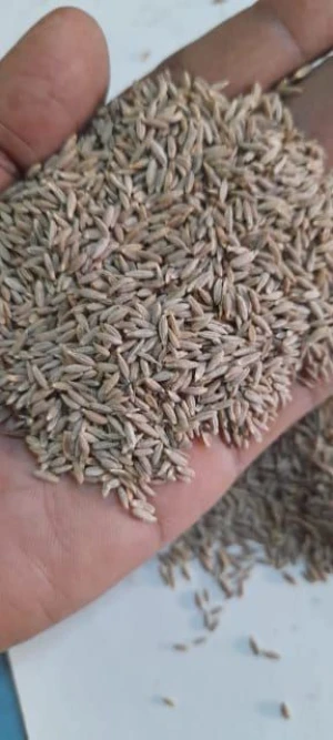 Buy Cumin Seed from ZLINE INDIA PVT LTD, India | Tradewheel.com