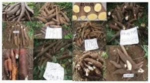 Cassava flour and roots agriculture agricultural agro commodities