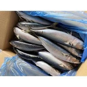 FROZEN MACKEREL FISH READY TO BE SHIPPED
