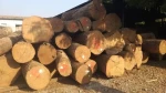Premium Stave Wood Logs Bulk Supply High Quality Hardwood Export Grade Material