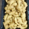 High Grade, Aromatic and Nutrient Rich Fresh Golden Ginger