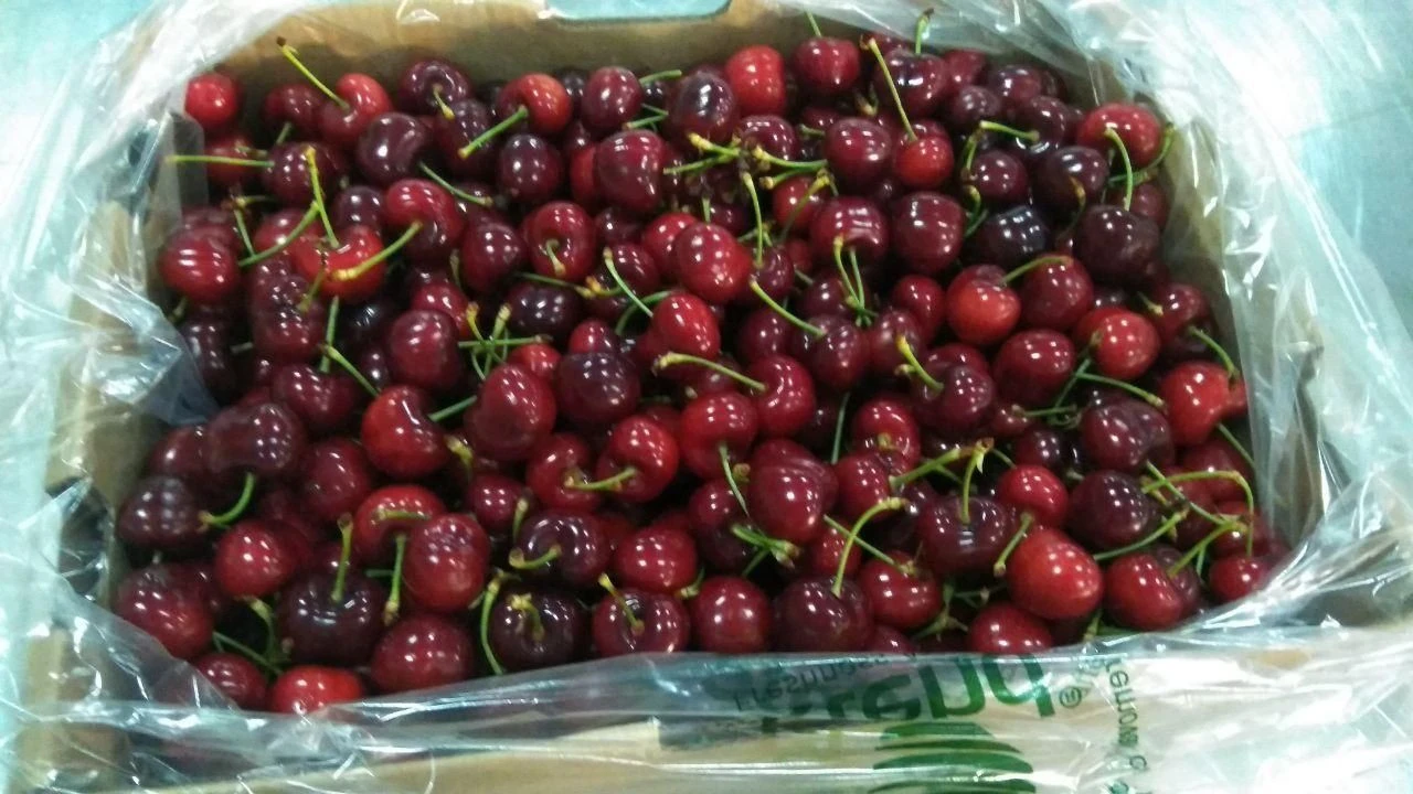 Buy Fresh Cherry From Uzbekistan from Gold Dried Fruits Export, Uzbekistan