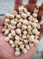 Kabuli chickpeas