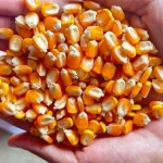 Premium Quality Organic Dried Yellow Corn Maize for Human & Animal Feed New Crop Cheap Price Fast Delivery