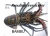 Import Live Lobster from Singapore