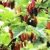 Import Mulberry fruit Extract from China