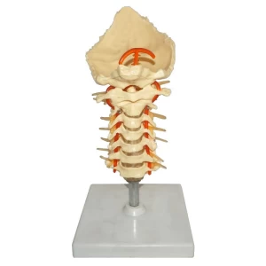 Human Natural Size Cervical Spinal Column Model