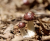 Import Radiant Ruby Matsutake Mushrooms from China
