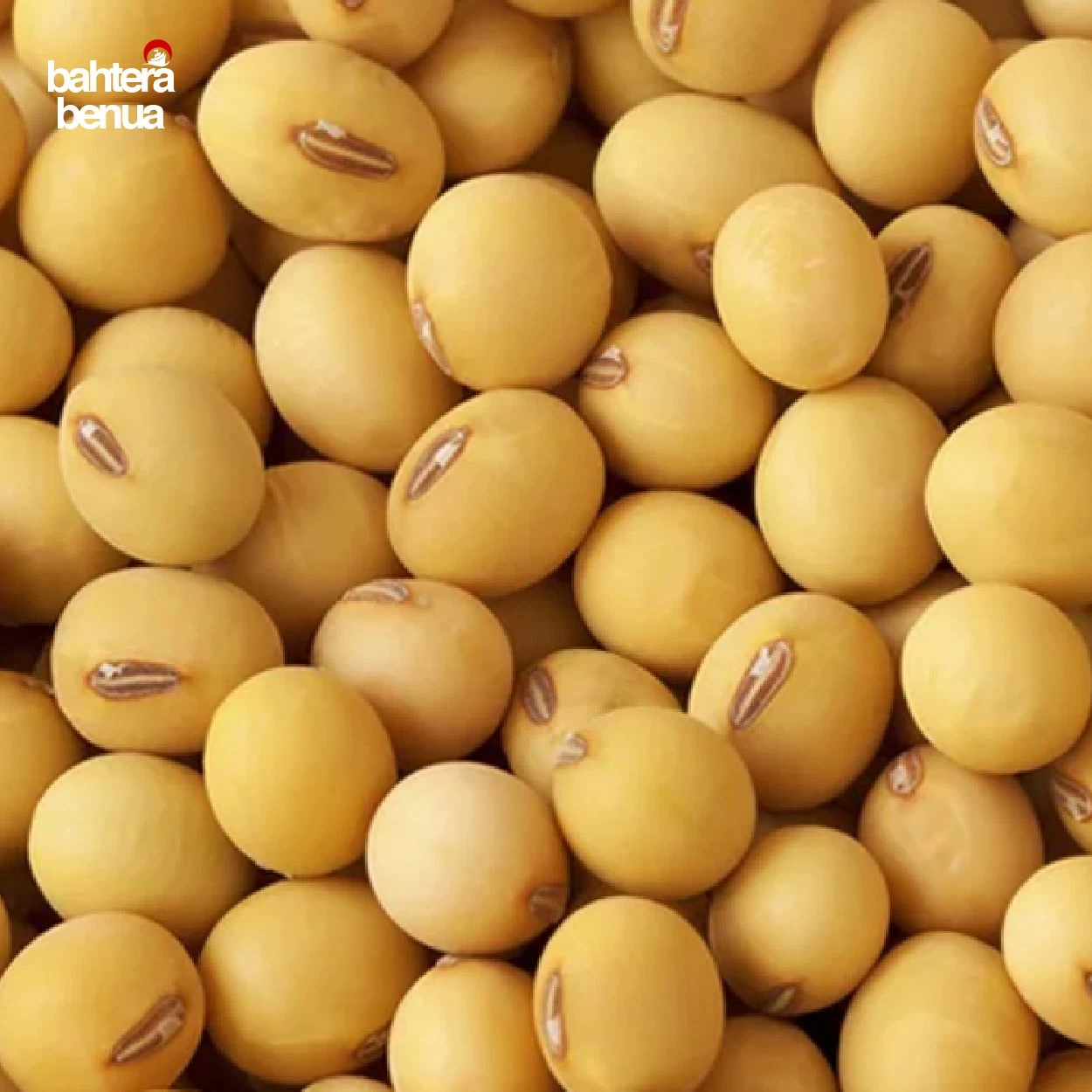 Buy High Protein, Organic Yellow Soybeans, Gluten Free from Bahtera Benua Sdn. Bhd., Malaysia