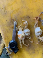 Cooked Baby Crab (Top Shell Removed)