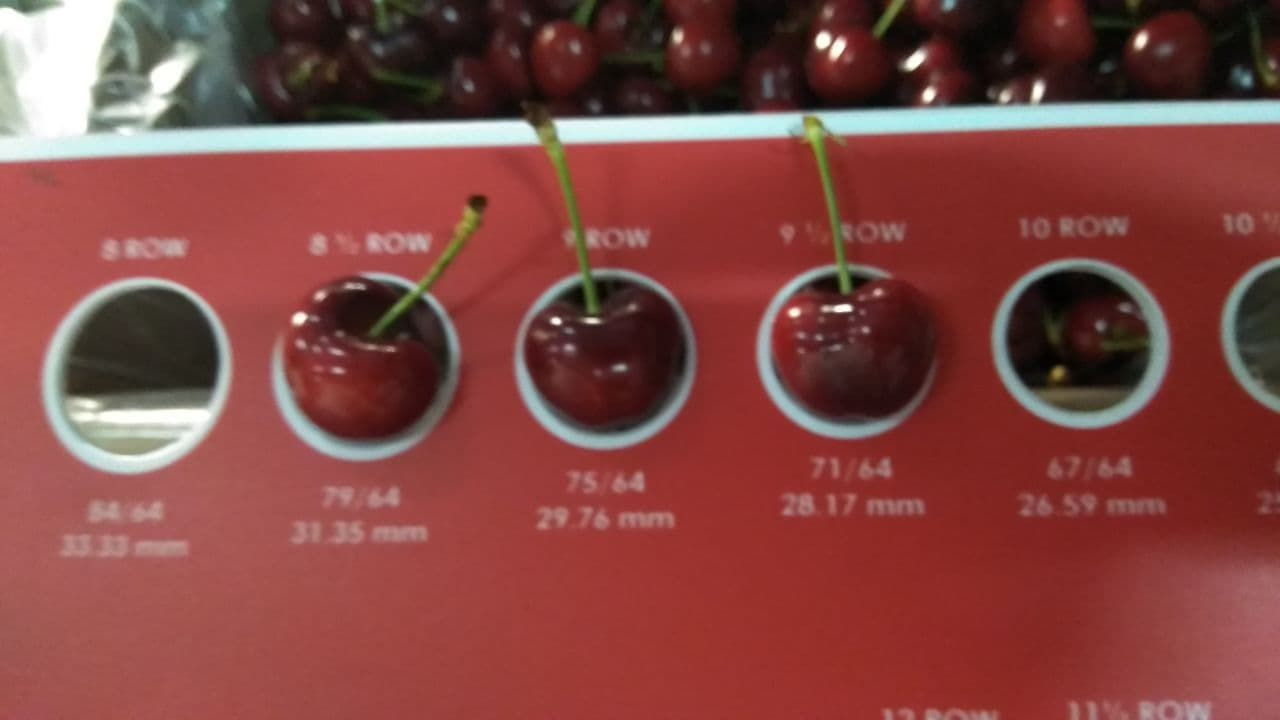 Buy Fresh Cherry From Uzbekistan from Gold Dried Fruits Export, Uzbekistan