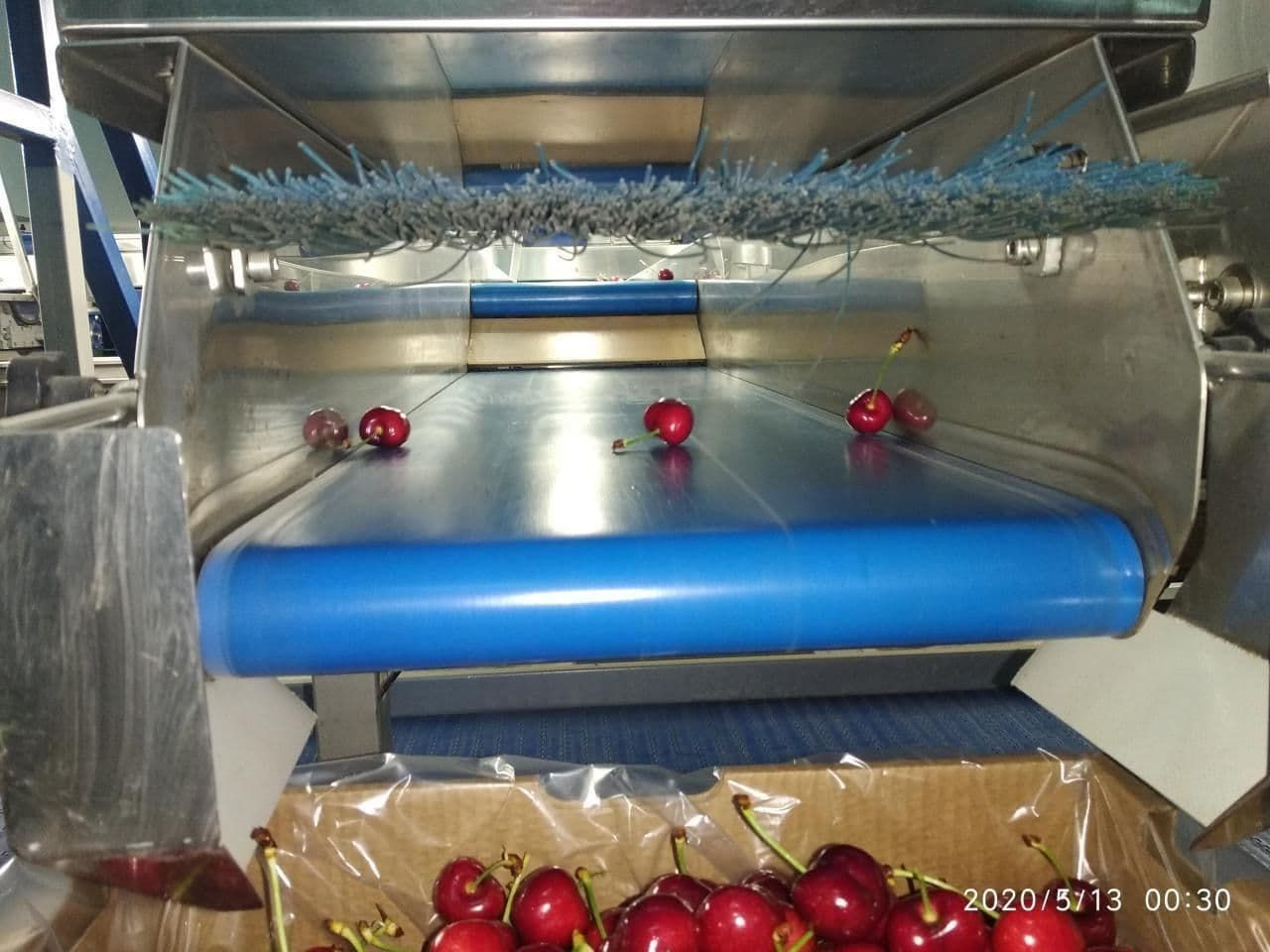 Buy Fresh Cherry From Uzbekistan from Gold Dried Fruits Export, Uzbekistan